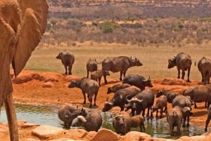 Safari premium di 8 giorni in Kenya e Tanzania