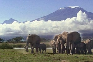 Safari premium di 8 giorni in Kenya e Tanzania