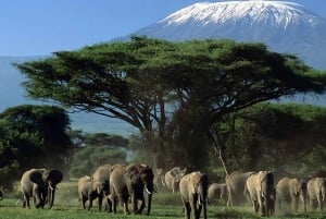 Safari premium di 8 giorni in Kenya e Tanzania