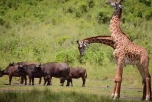 Safari premium di 8 giorni in Kenya e Tanzania