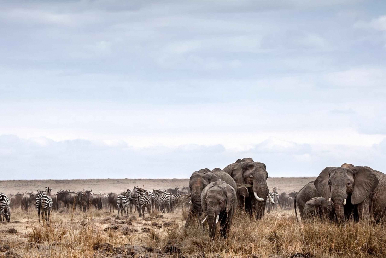 Safári de 8 dias em Amboseli, Serengeti, Lago Manyara e Ngorongoro