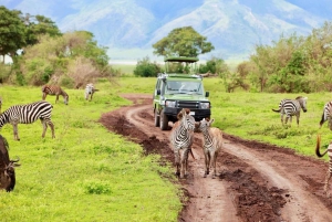 8-Tage-Safari Amboseli, Serengeti, Lake Manyara & Ngorongoro