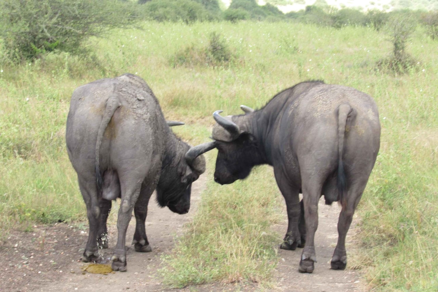 8 дней-Амбосели-Найваша-озеро Богория-озеро Накуру-Масаи Мара
