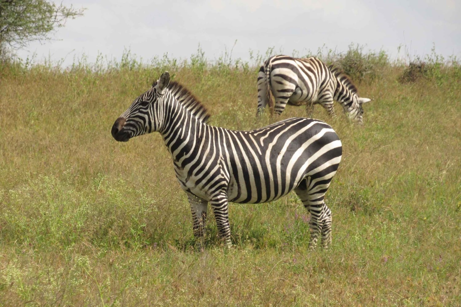 8 дней-Амбосели-Найваша-озеро Богория-озеро Накуру-Масаи Мара