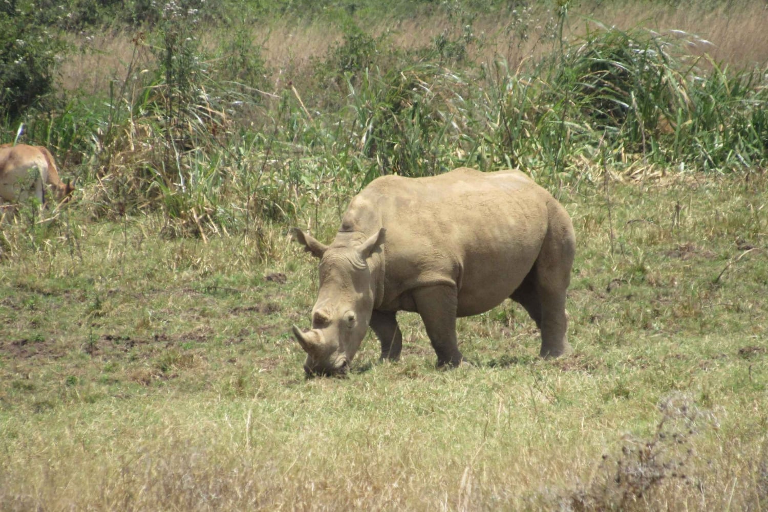 8 дней-Амбосели-Найваша-озеро Богория-озеро Накуру-Масаи Мара