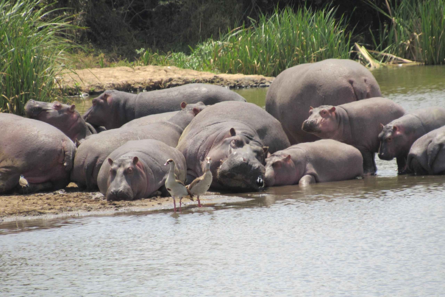 8 дней-Амбосели-Найваша-озеро Богория-озеро Накуру-Масаи Мара