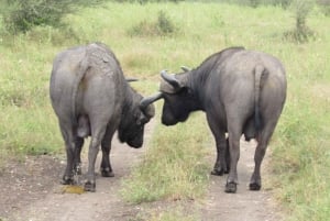 8 дней-Амбосели-Найваша-озеро Богория-озеро Накуру-Масаи Мара