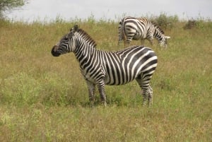 8 дней-Амбосели-Найваша-озеро Богория-озеро Накуру-Масаи Мара