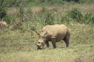 8 дней-Амбосели-Найваша-озеро Богория-озеро Накуру-Масаи Мара