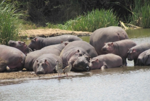 8 дней-Амбосели-Найваша-озеро Богория-озеро Накуру-Масаи Мара