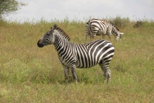 8 дней-Амбосели-Найваша-озеро Богория-озеро Накуру-Масаи Мара