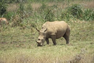8 дней-Амбосели-Найваша-озеро Богория-озеро Накуру-Масаи Мара
