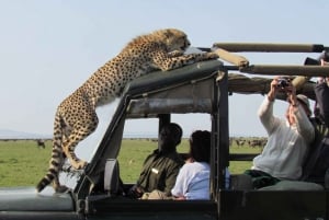 Kenya's Springtime Migration: A Natural Wonder