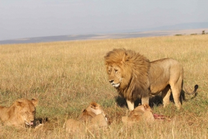 8 jours de safari en Afrique de l'Est : Du Masai Mara au Serengeti