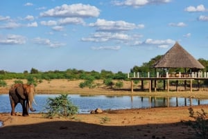 8 Days Kenya: Bush & Beach Safari Amboseli,Tsavo East &Diani
