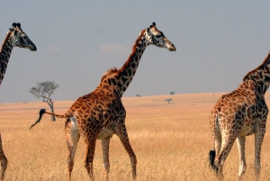 8 Days Kenya & Tanzania private budget camping