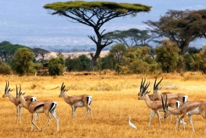 8 giorni di campeggio a Samburu, Nakuru, Masai Mara, Naivasha e Amboseli