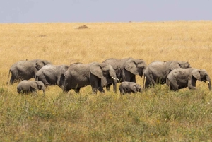 9 Days Group budget Safari Through Kenya and Tanzania