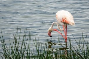 9 Days Group budget Safari Through Kenya and Tanzania