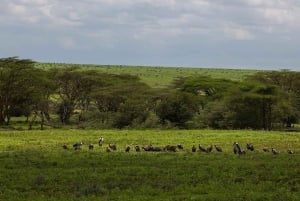 9 Days Group budget Safari Through Kenya and Tanzania
