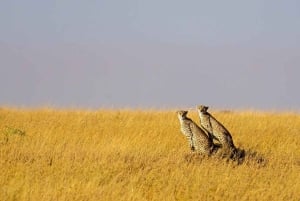 9 Days Group budget Safari Through Kenya and Tanzania