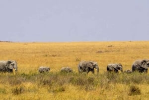 9 Days Group budget Safari Through Kenya and Tanzania