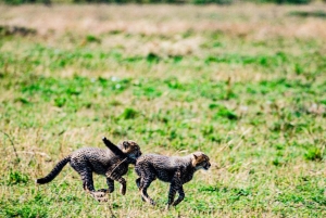9 Days Group budget Safari Through Kenya and Tanzania