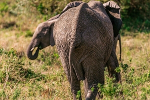 9 Days Group budget Safari Through Kenya and Tanzania