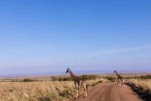 9 Days Group budget Safari Through Kenya and Tanzania
