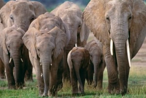 9 Days Best Kenya Wildlife Safari on 4x4 Landcruiser Jeep