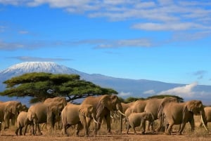 Un día en el Parque Nacional de Amboseli