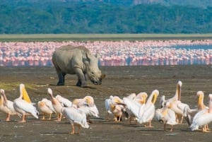 A Day Tour To Lake Nakuru And Naivasha Boat Ride