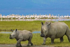 A Day Tour To Lake Nakuru And Naivasha Boat Ride