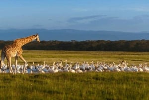 A Day Tour To Lake Nakuru And Naivasha Boat Ride