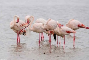 A Day Tour To Lake Nakuru And Naivasha Boat Ride