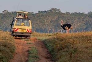 A Day Tour To Lake Nakuru And Naivasha Boat Ride