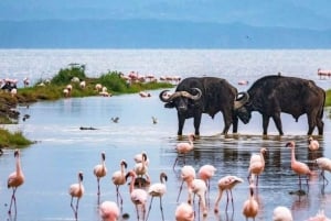 A Day Tour To Lake Nakuru And Naivasha Boat Ride