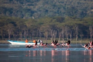 A Day Tour To Lake Nakuru And Naivasha Boat Ride