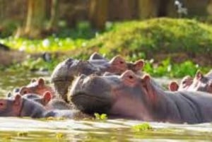A Day Tour To Lake Nakuru And Naivasha Boat Ride
