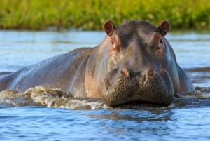 A Day Tour To Lake Nakuru And Naivasha Boat Ride