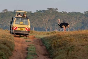 A Day Tour To Lake Nakuru And Naivasha Boat Ride