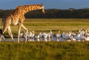 A Day Tour To Lake Nakuru And Naivasha Boat Ride