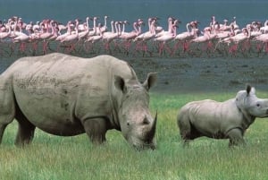 A Day Tour To Lake Nakuru And Naivasha Boat Ride