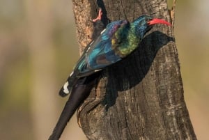 A Day Tour To Lake Nakuru And Naivasha Boat Ride