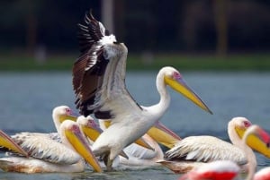 A Day Tour To Lake Nakuru And Naivasha Boat Ride