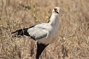 A Day Tour To Lake Nakuru And Naivasha Boat Ride