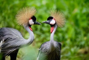 A Day Tour To Lake Nakuru And Naivasha Boat Ride