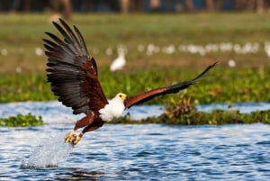A Day Tour To Lake Nakuru And Naivasha Boat Ride