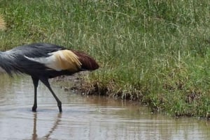 A Day Tour To Lake Nakuru And Naivasha Boat Ride