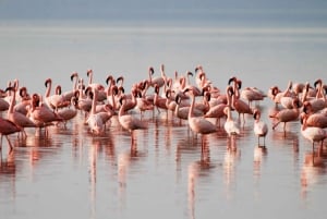 A Day Tour To Lake Nakuru And Naivasha Boat Ride